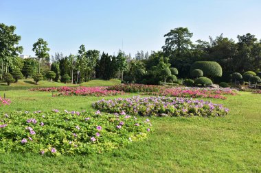 Güneşli bir günde bahçede güzel çiçekler