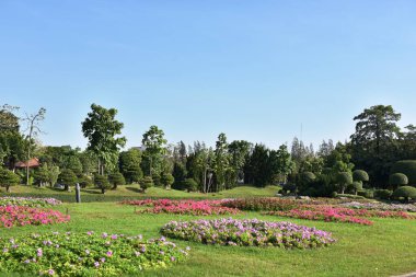 Güneşli bir günde bahçede güzel çiçekler
