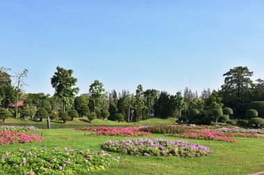 Güneşli bir günde bahçede güzel çiçekler