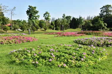 Güneşli bir günde bahçede güzel çiçekler