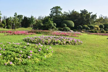Güneşli bir günde bahçede güzel çiçekler