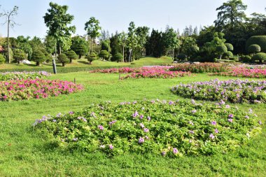 Güneşli bir günde bahçede güzel çiçekler
