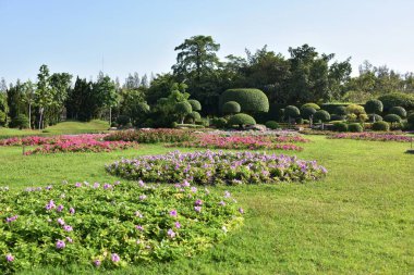 Güneşli bir günde bahçede güzel çiçekler