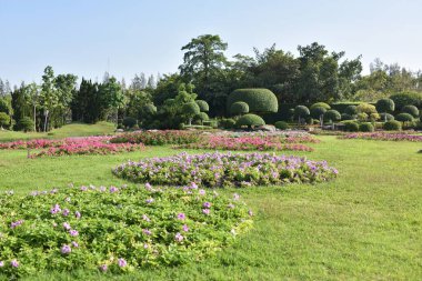 Güneşli bir günde bahçede güzel çiçekler