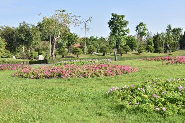 Güneşli bir günde bahçede güzel çiçekler