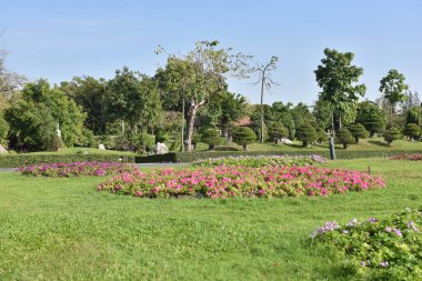 Güneşli bir günde bahçede güzel çiçekler