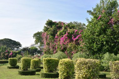 Güneşli bir günde bahçede güzel çiçekler