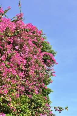 Güneşli bir günde bahçede güzel çiçekler