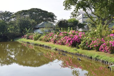 Göletli güzel bir park manzarası