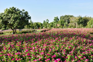 Güneşli bir günde parkta güzel çiçekler