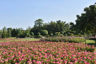 Güneşli bir günde parkta güzel çiçekler