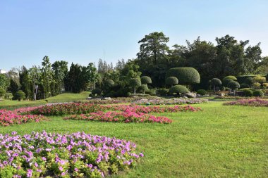 Güneşli bir günde parkta güzel çiçekler