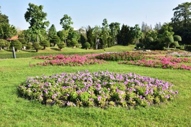 Güneşli bir günde parkta güzel çiçekler