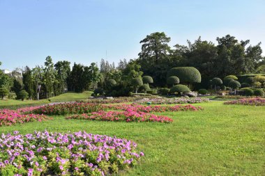 Güneşli bir günde parkta güzel çiçekler