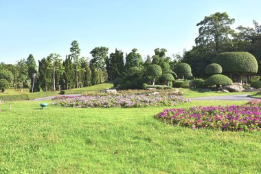 Güneşli bir günde parkta güzel çiçekler