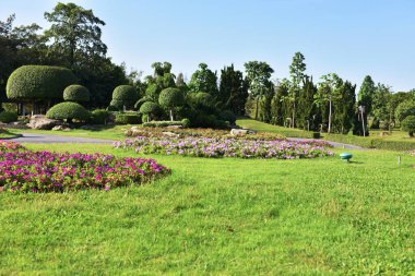 Güneşli bir günde parkta güzel çiçekler