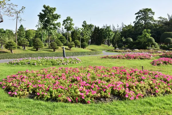 Beautiful Flowers Garden Sunny Day — Stock Photo, Image