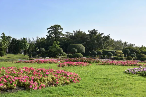 Hermosas Flores Jardín Día Soleado — Foto de Stock