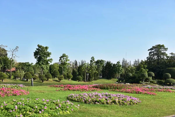 Güneşli bir günde bahçede güzel çiçekler