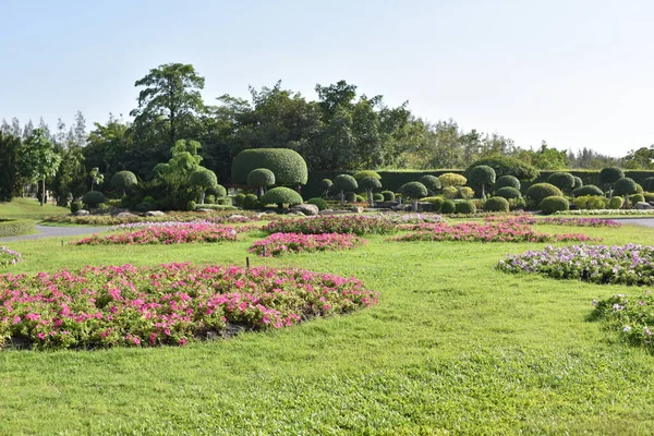 Hermosas Flores Jardín Día Soleado —  Fotos de Stock