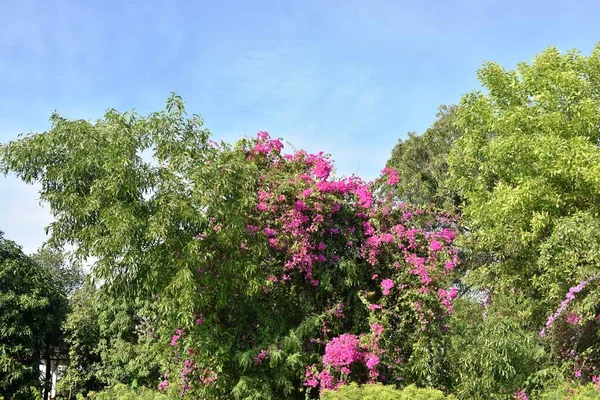 Krásné Květiny Parku Slunečného Dne — Stock fotografie