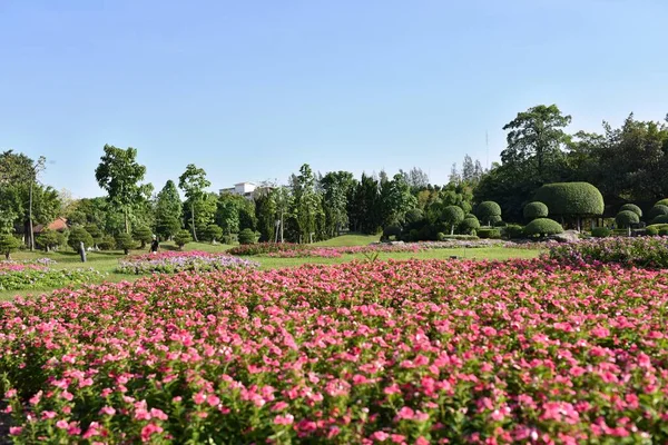 Красивые Цветы Парке Солнечный День — стоковое фото