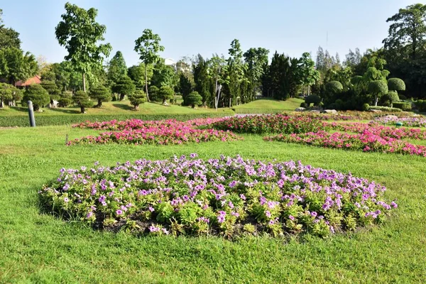 Hermosas Flores Parque Día Soleado — Foto de Stock