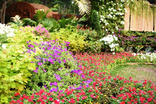 Schöne Blumen Garten Sonnigen Tagen — Stockfoto