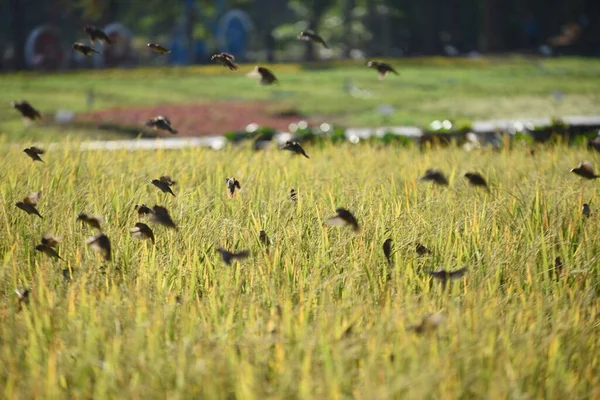 Vogels Vliegen Gras Het Veld — Stockfoto