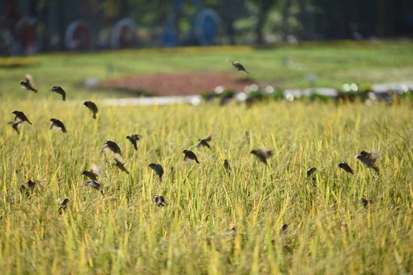 Vogels Vliegen Gras Het Veld — Stockfoto