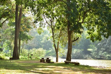 Güneşli ormanda karavan sahilinde dinlenme yeri
