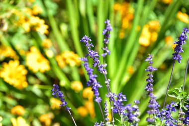 Bahçedeki güzel çiçekler