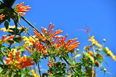 Gökyüzü arka planında renkli ağaç dalları