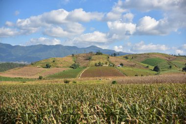 Dağlarda tarlaları olan güzel kır manzarası