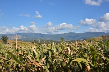 Dağlarda tarlaları olan güzel kır manzarası
