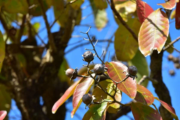 Autumn Listowie Gałęzi Drzewa — Zdjęcie stockowe