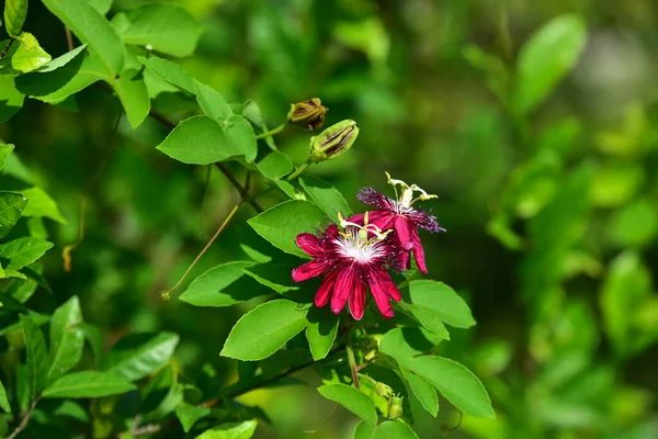 Bellissimi Fiori Nel Giardino Verde — Foto Stock