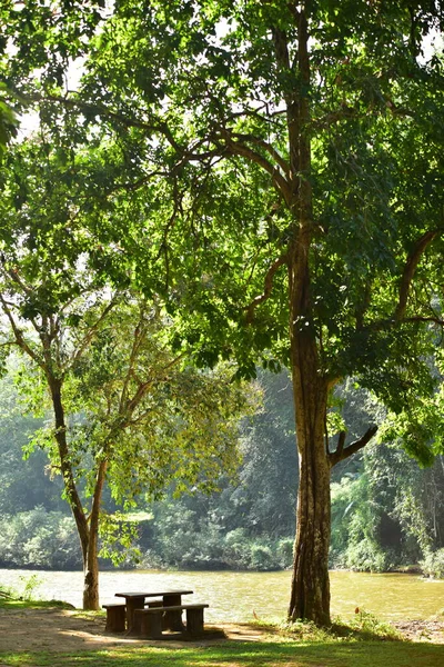 Bela Floresta Verde Dia Ensolarado — Fotografia de Stock