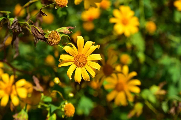緑の野の美しい黄色の花 — ストック写真