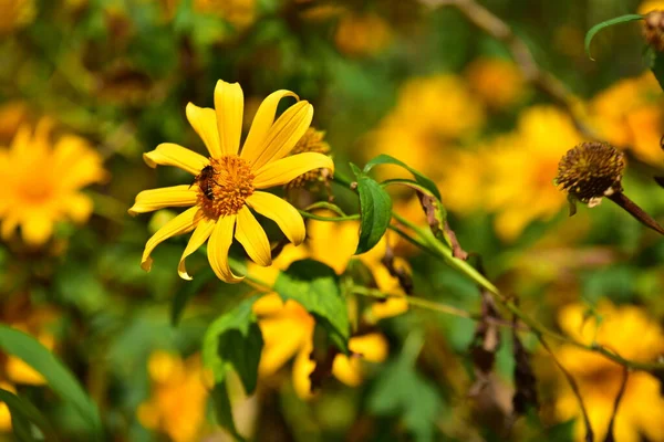 緑の野の美しい黄色の花 — ストック写真