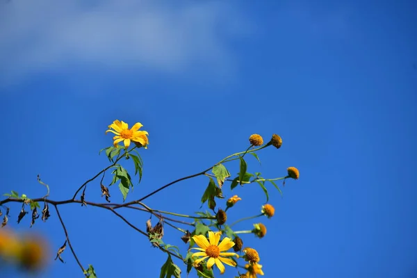 空の背景に美しい黄色の花 — ストック写真