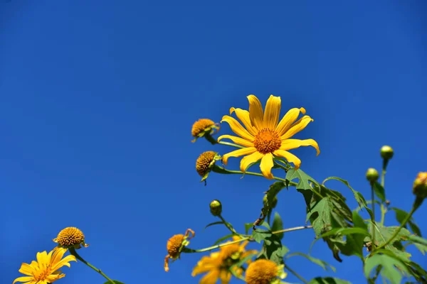 Beautiful Yellow Flowers Sky Background — Stock Photo, Image