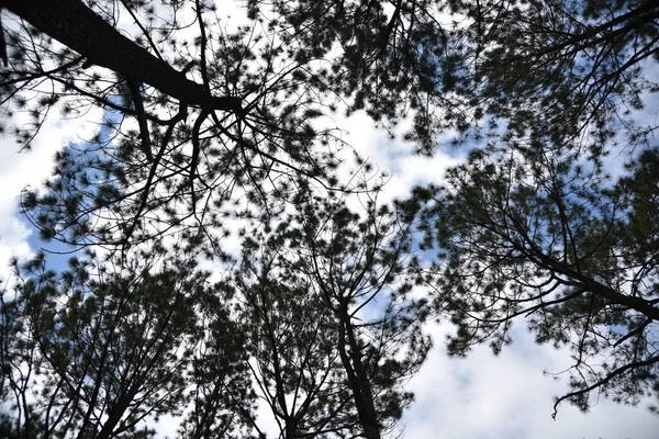 Κάτω Όψη Των Κλαδιών Των Δέντρων Στο Δάσος — Φωτογραφία Αρχείου