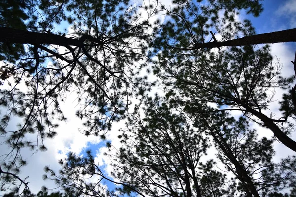 Κάτω Όψη Των Κλαδιών Των Δέντρων Στο Δάσος — Φωτογραφία Αρχείου
