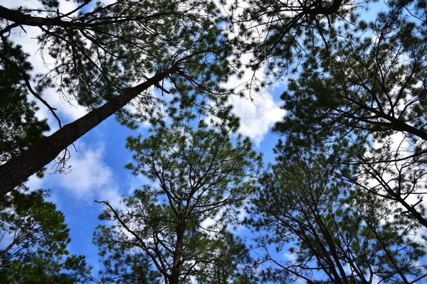 Κάτω Όψη Των Κλαδιών Των Δέντρων Στο Δάσος — Φωτογραφία Αρχείου