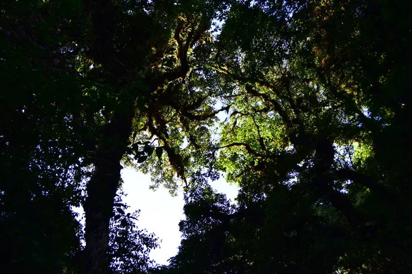 Vue Bas Des Arbres Dans Forêt Verte — Photo