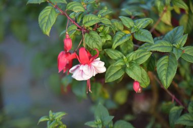 Bahçedeki güzel pembe çiçekler