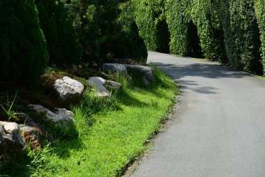 Güneşli bir günde güzel yeşil bir park