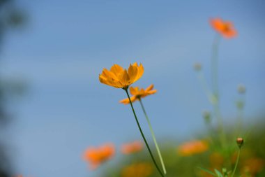 Bahçedeki güzel portakal çiçekleri