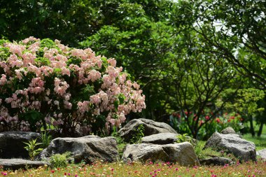 Güneşli bir günde güzel bir park